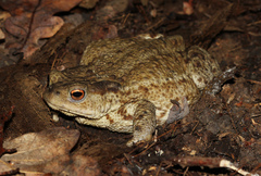 Common Toad photo 2