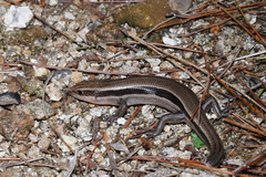 Liu's Toothy Skink photo 2