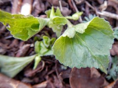 Viola pubescens