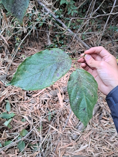 Ehretia resinosa (Ehretia resinosa)