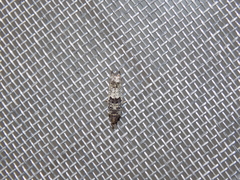 Pseudexentera knudsoni