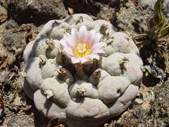 Lophophora williamsii