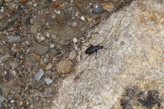 Carabus galicianus