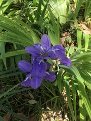 Iris tectorum