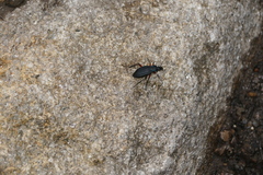 Carabus galicianus