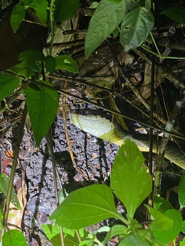 Brown Tree Snake sighting