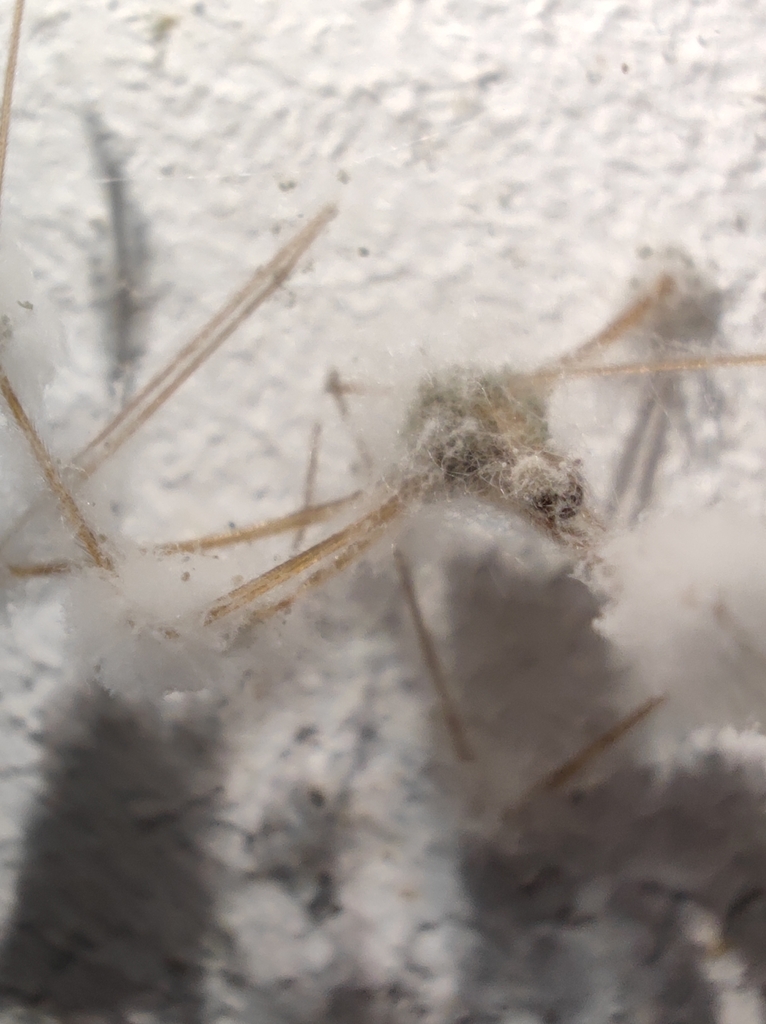 Torrubiella pulvinata