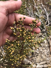 Amblyopappus pusillus