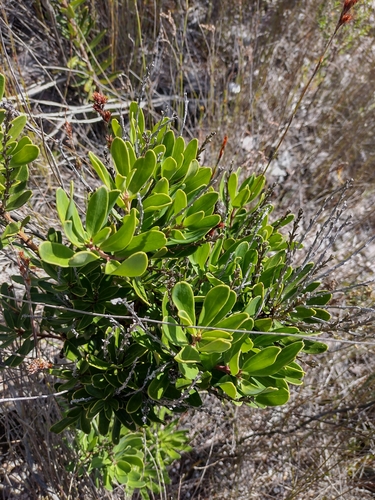 Agastachys odorata (Agastachys odorata)