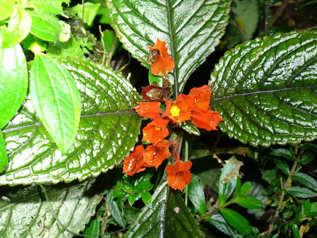 Chrysothemis pulchella, Provincia de Alajuela, Upala, Costa Rica