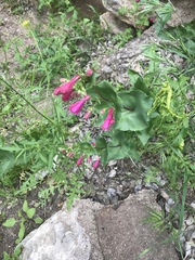 Penstemon pseudospectabilis