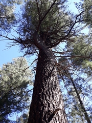 Pseudotsuga menziesii glauca