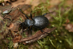 Cychrus caraboides