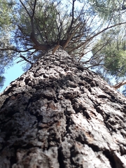 Pseudotsuga menziesii glauca