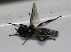 Bibio femoratus