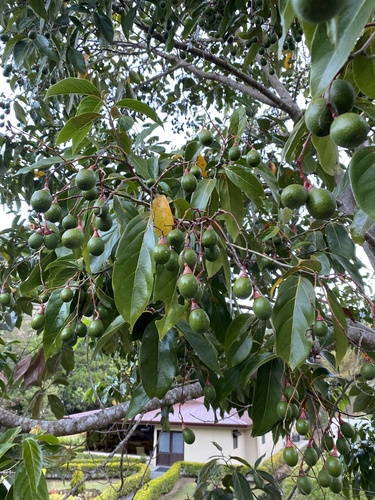 Nectandra cufodontisii image