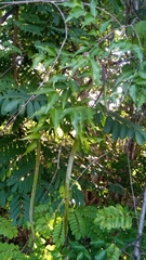 Plectaneia thouarsii