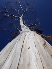 Populus fremontii fremontii