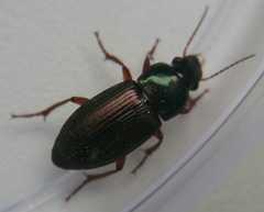 Harpalus affinis