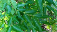 Plectaneia thouarsii