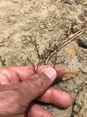 Apiastrum angustifolium