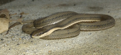 Regina septemvittata