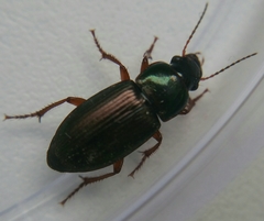 Harpalus affinis