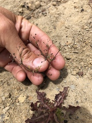 Apiastrum angustifolium