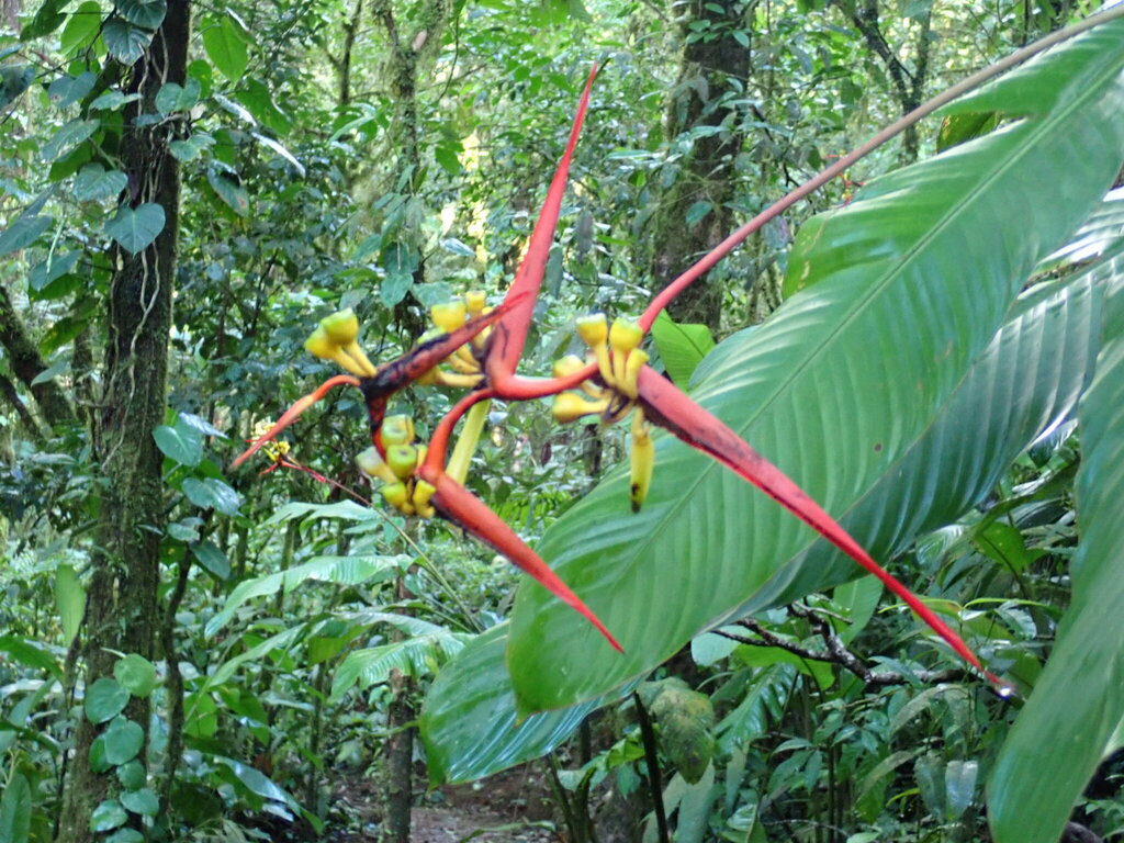 Heliconia vaginalis; photograph (c) Dan MacNeal, some rights reserved (CC BY)