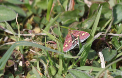 Pyrausta aurata