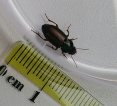 Harpalus affinis