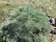 Lomatium columbianum