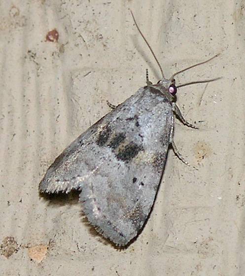Black-patched Graylet