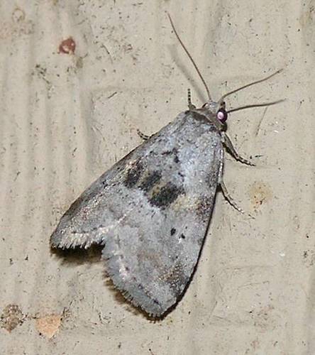 Black-patched Graylet