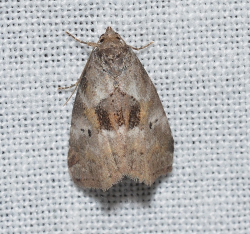 Black-patched Graylet photo 3
