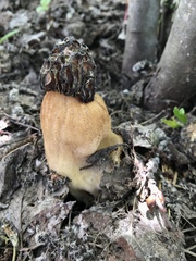 Morchella populiphila