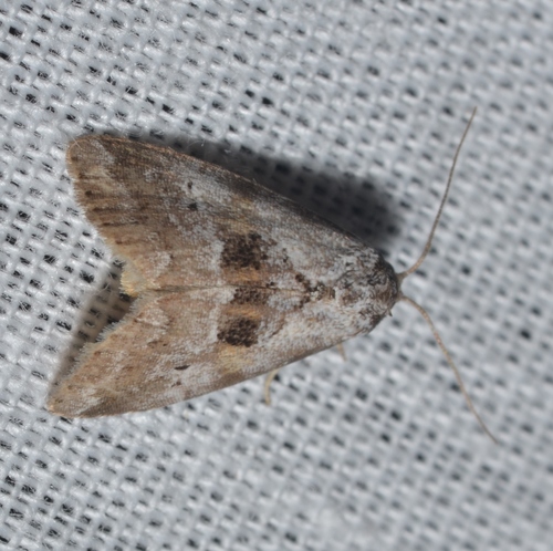 Black-patched Graylet photo 4