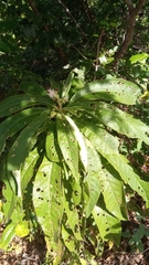 Image of Vernonia kenteocephala