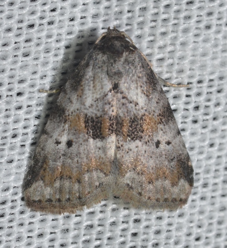 Black-patched Graylet photo 5
