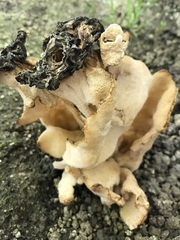 Morchella populiphila