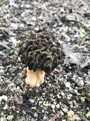 Morchella populiphila