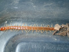 Scolopocryptops gracilis