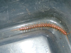 Scolopocryptops gracilis