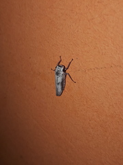 Tretogonia