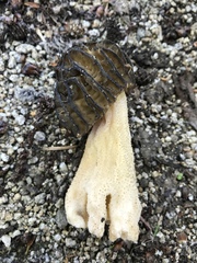 Morchella populiphila