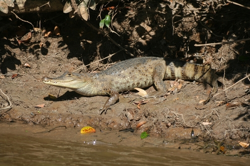 Spectacled Caiman