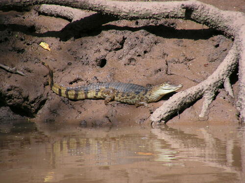 Spectacled Caiman