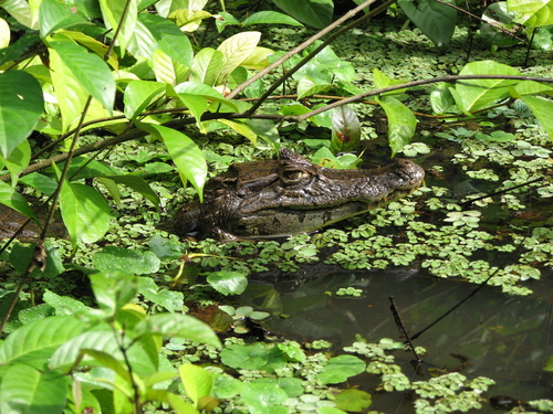 Spectacled Caiman