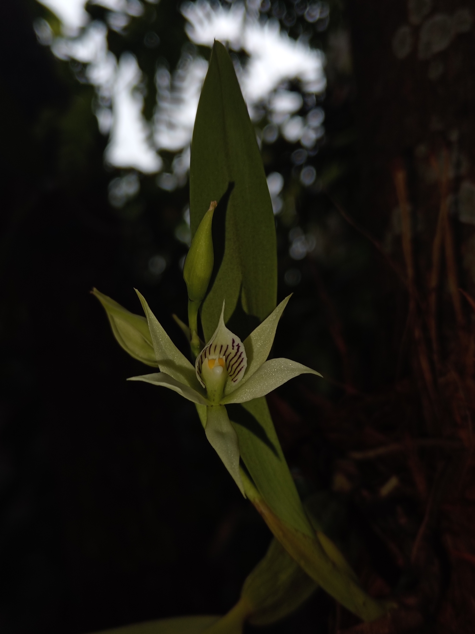 Imagem de Orquídea-batata