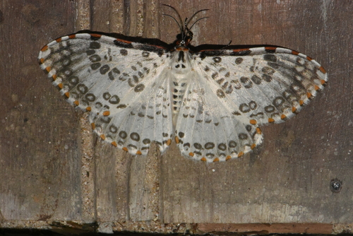 Caloschemia pulchra